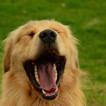 "Laughing dog." by Carlos Bustamante Restrepo is licensed under CC BY-NC-ND 2.0