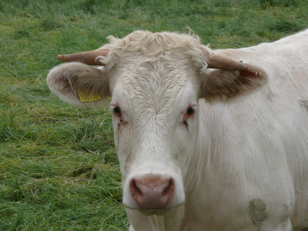 "Cattle" by generalising is licensed under CC BY-SA 2.0