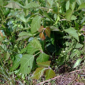 "Young red poison ivy leaves" by Martin LaBar is licensed under CC BY-NC 2.0.