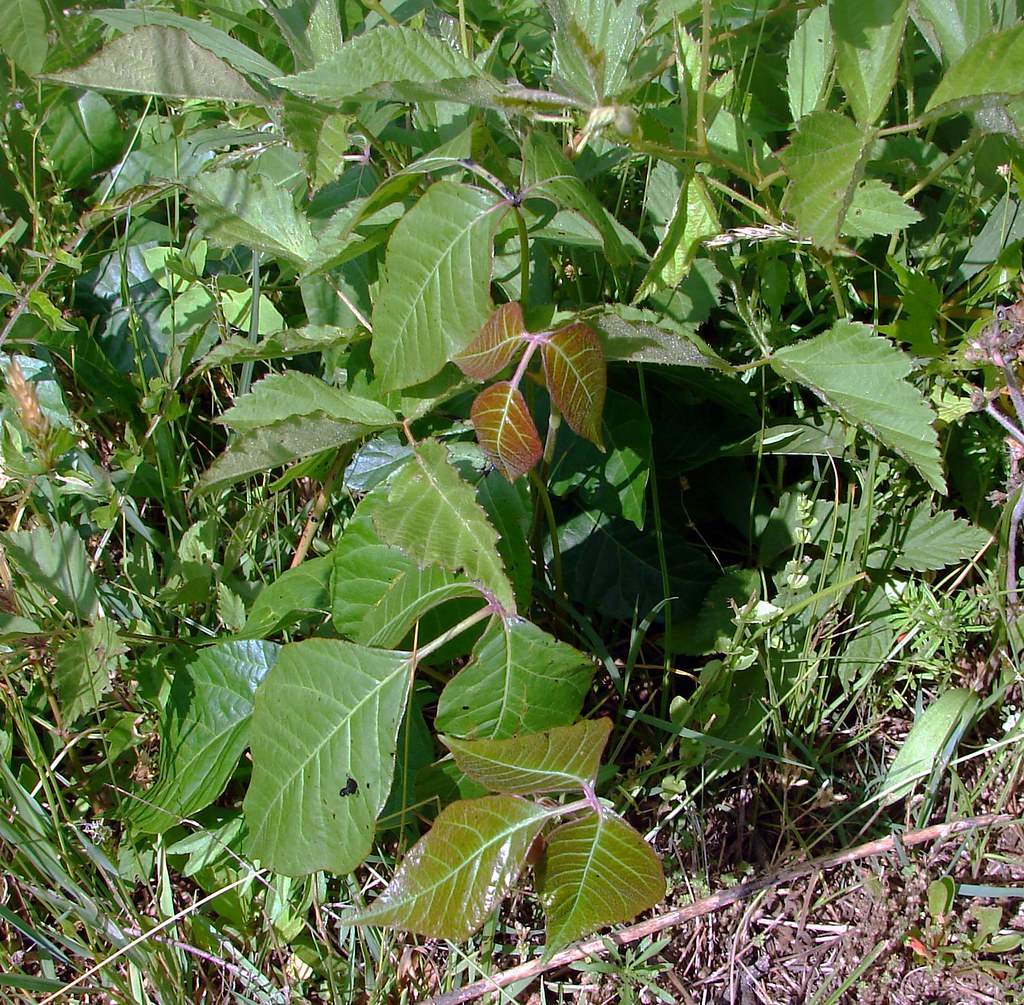 "Young red poison ivy leaves" by Martin LaBar is licensed under CC BY-NC 2.0.